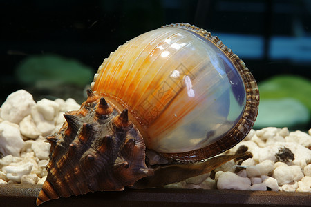 海底的透明贝壳图片