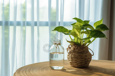 客厅木桌上的绿萝背景图片