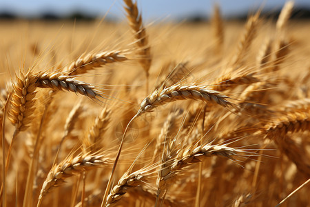 成熟小麦麦穗金黄色的麦穗背景