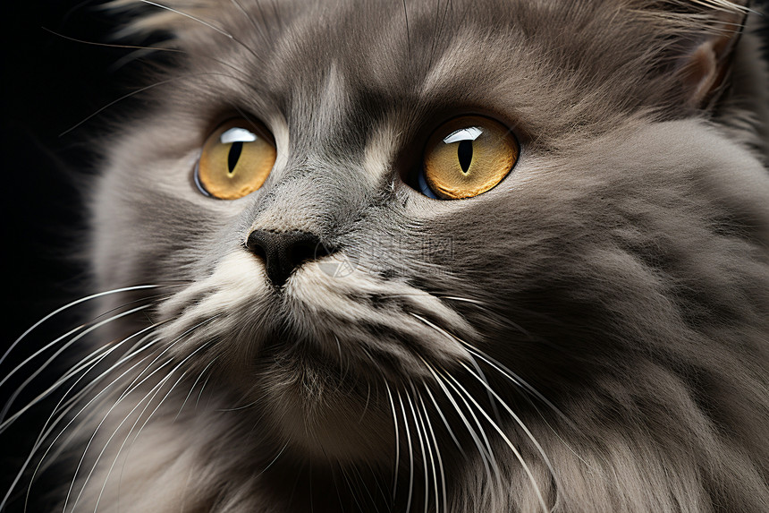 毛茸茸的灰色宠物猫图片