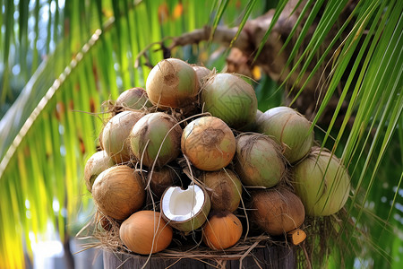 树上成熟的椰子图片