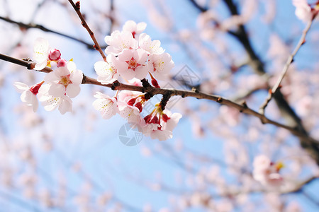 户外盛开的樱花树图片