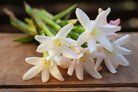 纯白的花朵花芯晚香玉高清图片