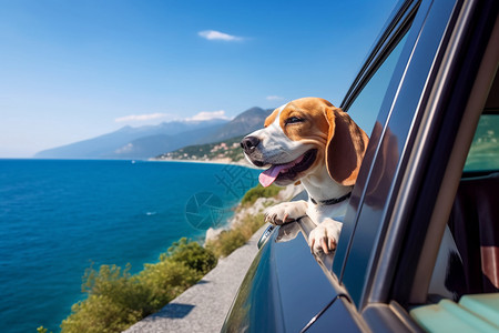 夏天汽车中出门度假的小狗图片