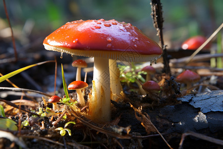 红色蘑菇生长担子菌高清图片