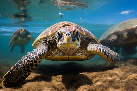 在水里游泳的海龟背景图片
