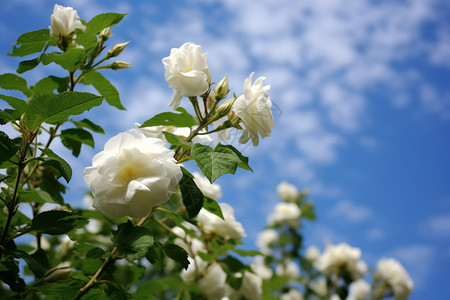 白色玫瑰花的图图片