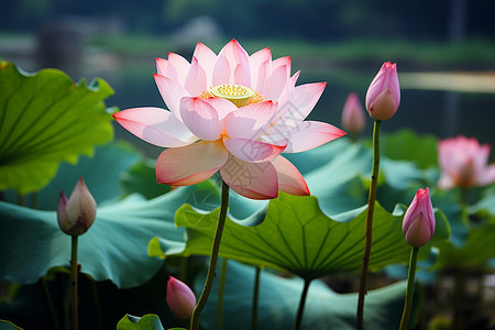 一朵白粉色的莲花背景图片