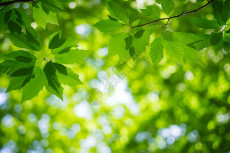 绿色树叶的图图片