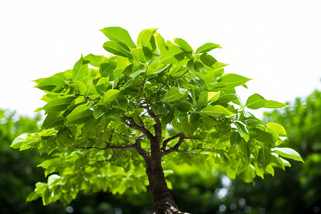 枝叶茂盛的绿树背景图片