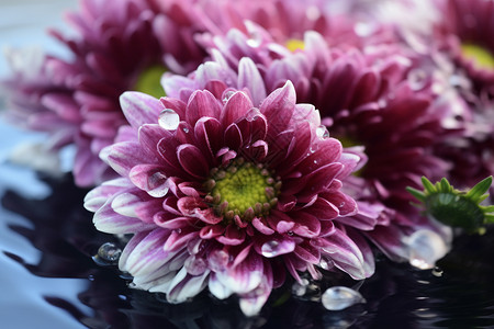 美丽的紫色菊花图片