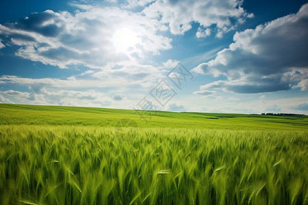 郁郁葱葱的小麦田背景图片