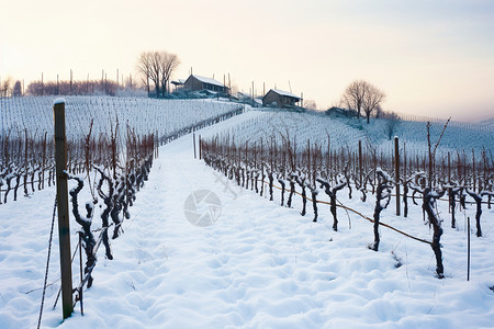 冬季农场冬季的葡萄种植园景观背景