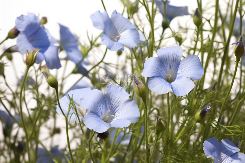 一朵朵蓝色的小花图片