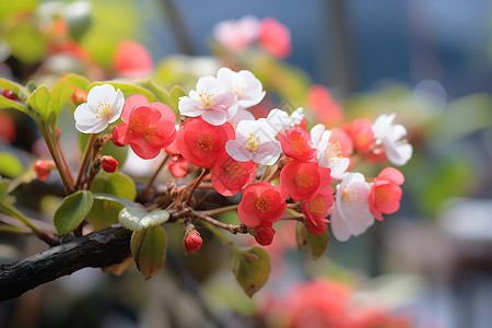 艳丽的海棠花背景图片