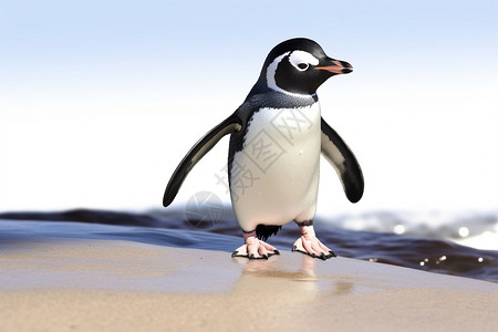 巴布亚企鹅幼崽海滩上的小企鹅背景