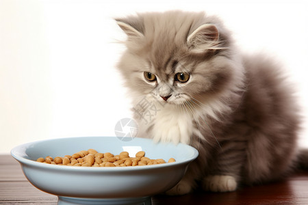 宠物小猫食品图片