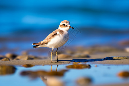 美丽的鸟夏季海滩上观鸟背景