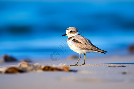 海滩上观鸟的特写镜头高清图片