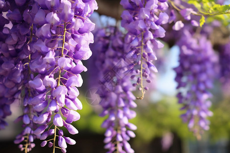 盛开的紫藤花朵图片