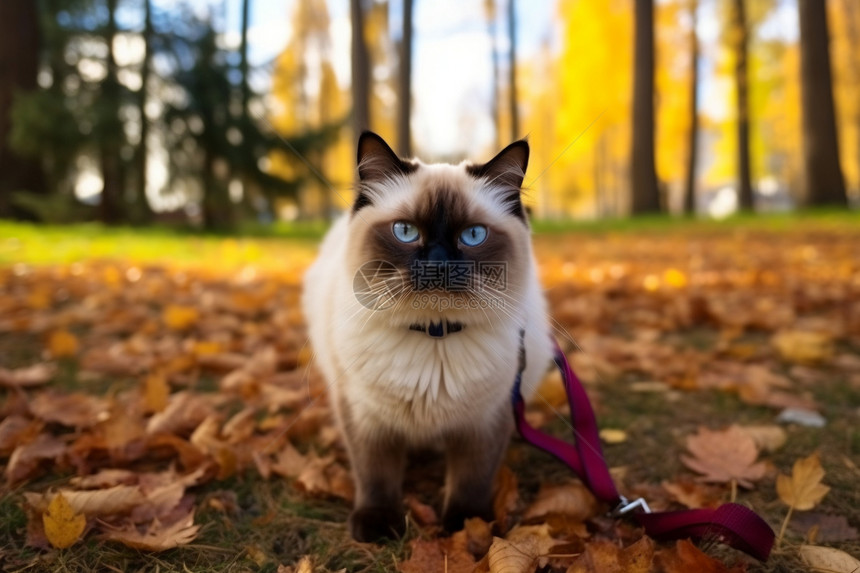草地上的暹罗猫咪图片