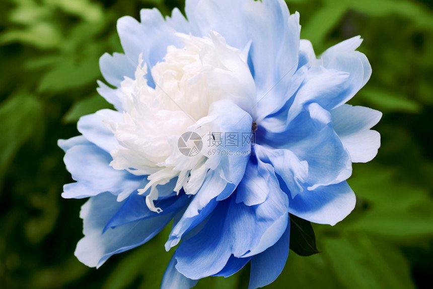 美丽的蓝色牡丹花图片