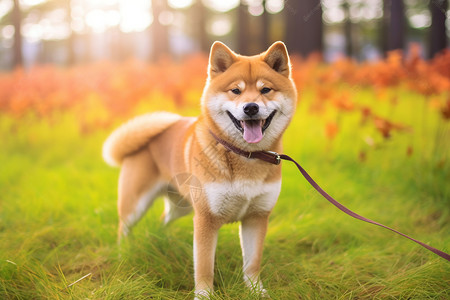 草地上开心的小狗背景图片