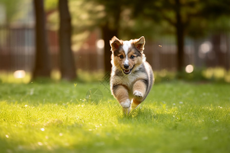 草地上开心奔跑的小狗图片