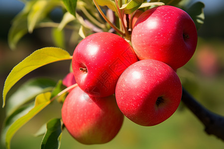 健康红色苹果背景图片