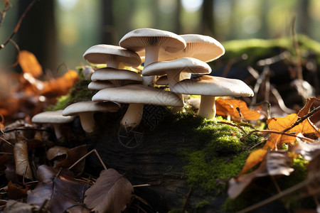 枯木苔藓上野山菌高清图片