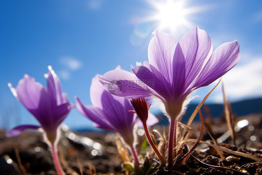 阳光下美丽紫色花朵图片