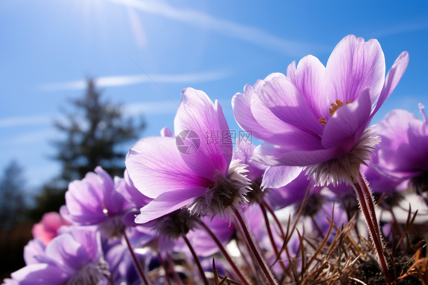 自然美丽紫色花朵图片