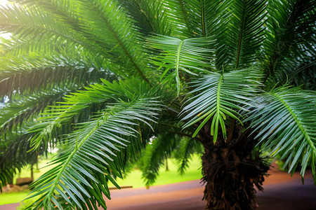 棕榈树的图图片