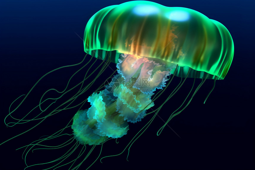 生活在深海里的水母图片