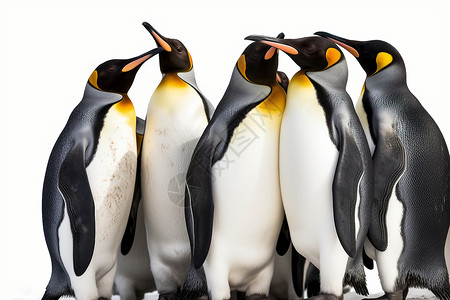 南极野生脊椎动物-企鹅图片