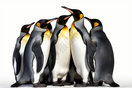 南极生长的企鹅群图片