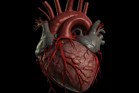 人体心脏的解剖透视背景图片