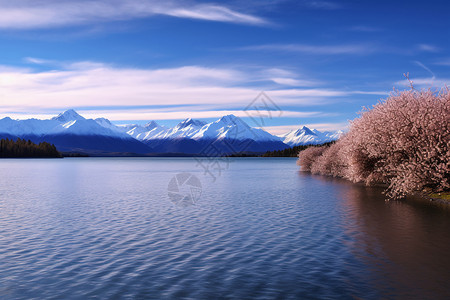 夏季雪山下的湖水景观图片