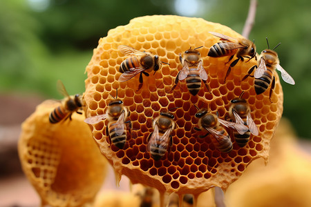 农村养殖的蜜蜂图片
