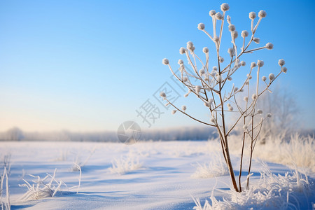 白茫茫的雪地图片