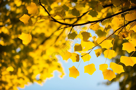 秋天的银杏树叶背景图片