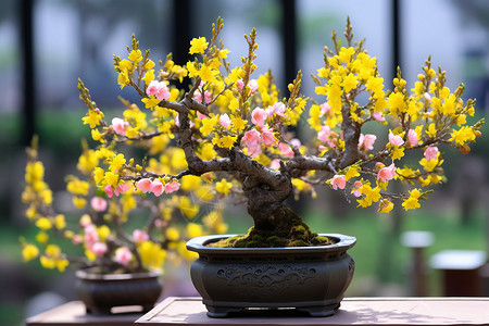 黄色小花盆栽花盆里的背景