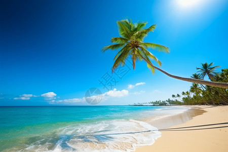 沙滩上的椰子树高清图片