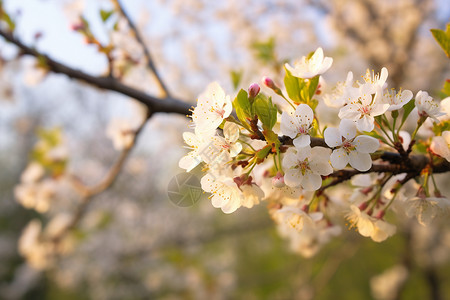 桃花盛开的季节图片