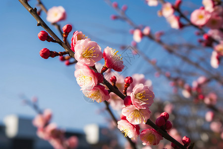 花瓣的高清特写图片