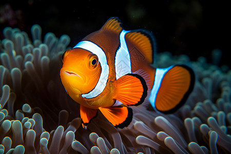 水族馆的小丑鱼背景图片