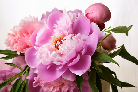 粉红色的美丽花朵高清图片
