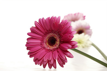 绽放的粉色菊花背景图片