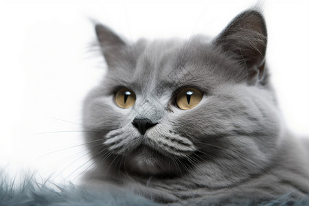 毛茸茸的灰色短毛猫图片