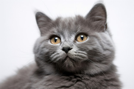 可爱的灰色小猫背景图片